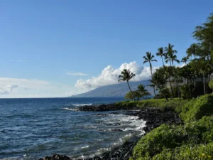 Palm-lined coastline in Hawaii with volcanic rock shore