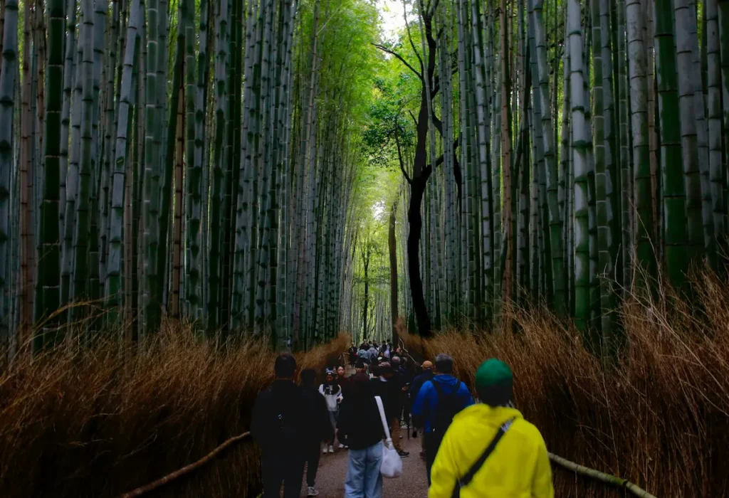 Visitors walking through the Arashiyama Bamboo Grove in Kyoto