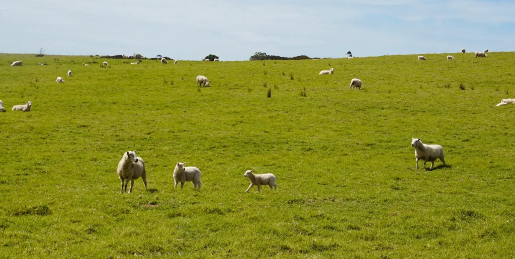 Sheep and lambs grazing on green rolling farmland typical of rural New Zealand