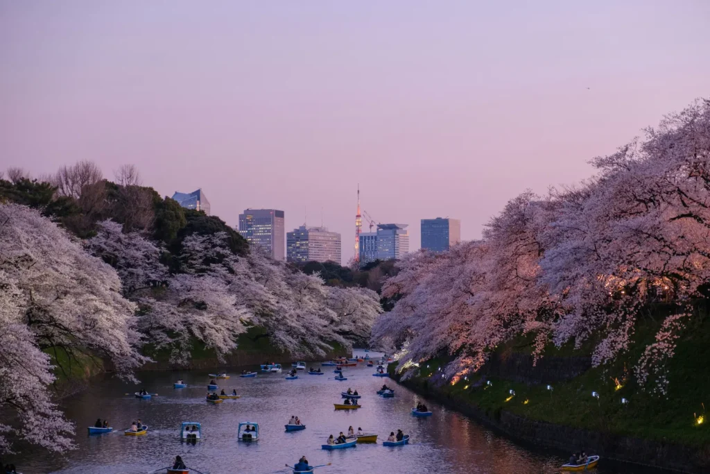Cherry blossoms along Chidorigafuchi moat with Tokyo skyline at dusk