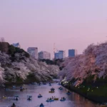 Cherry blossoms along Chidorigafuchi moat with Tokyo skyline at dusk