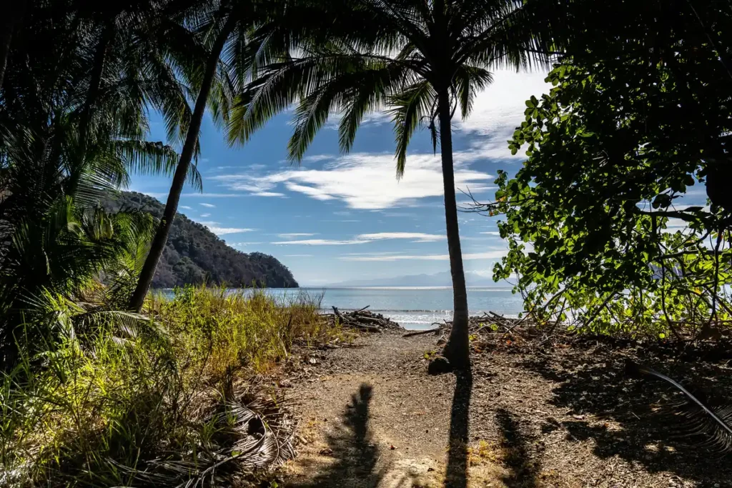 Palm trees framing a quiet, calm cove with clear blue-green water and forested hills along the shoreline