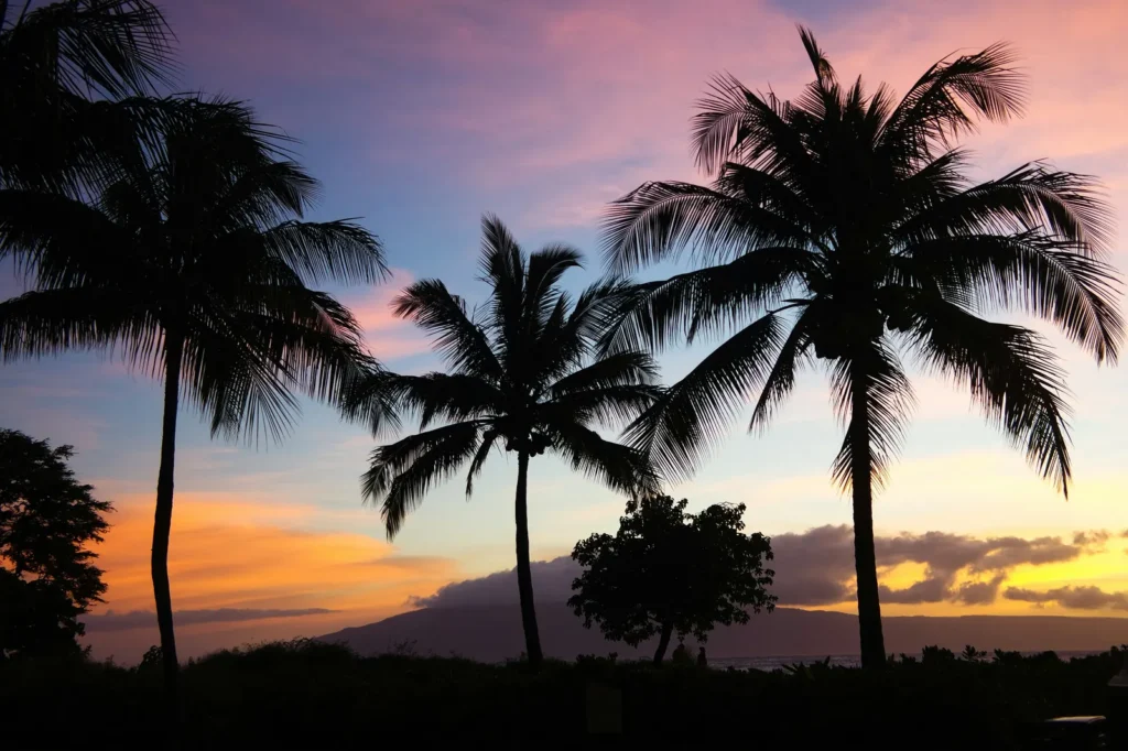 Silhouetted palm trees against a Hawaii sunset sky