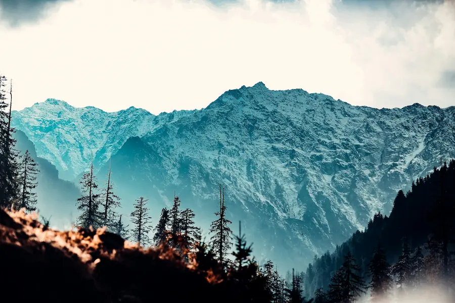 Snow-capped Himalayan peaks above a pine forest, northern India