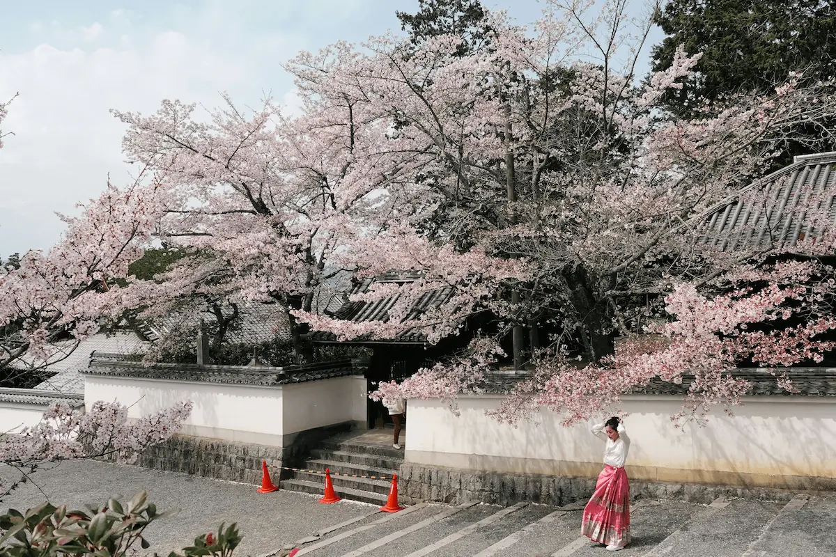 Cherry blossoms blooming over a temple gate in Kyoto, Japan