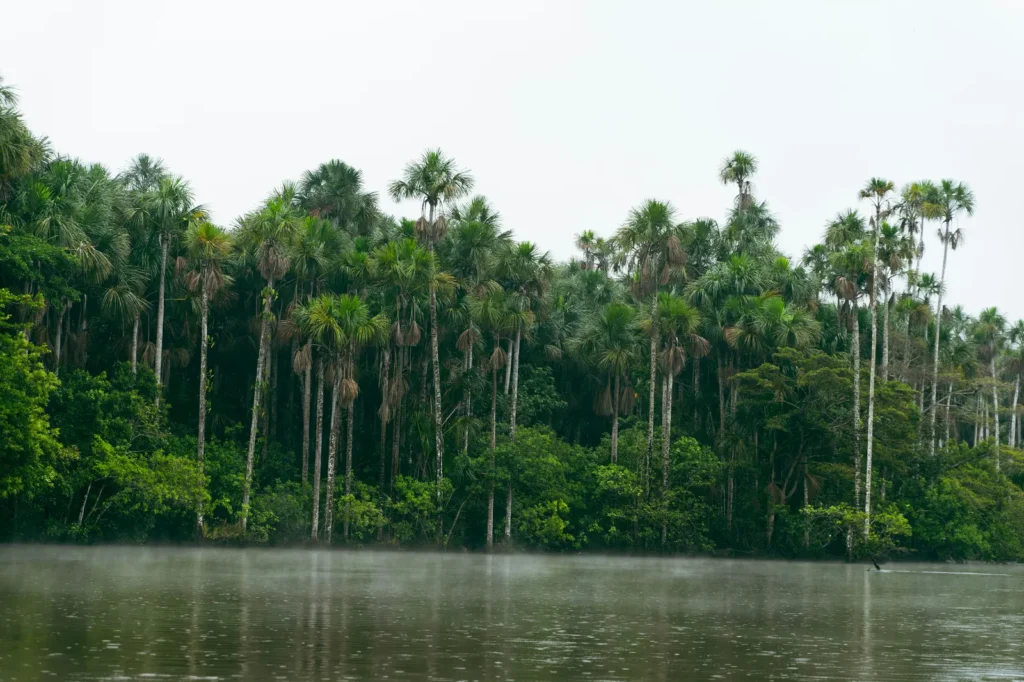 Amazon rainforest palm trees reflected in a misty river in the Peruvian jungle