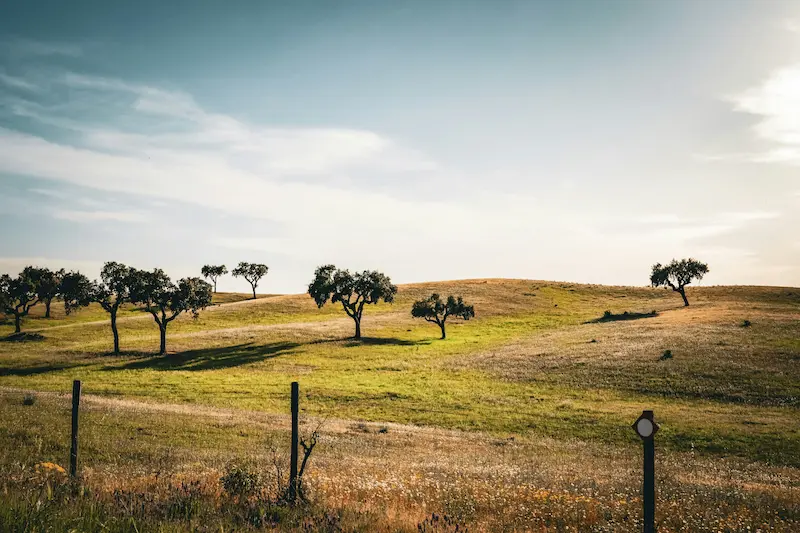 Rolling countryside with scattered trees in rural Portugal in spring