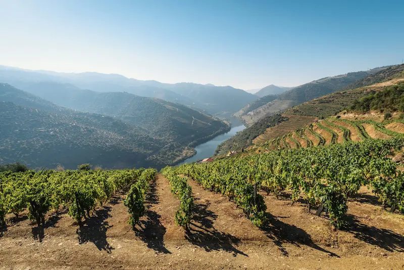 Terraced vineyards in Portugal's Douro Valley during harvest season