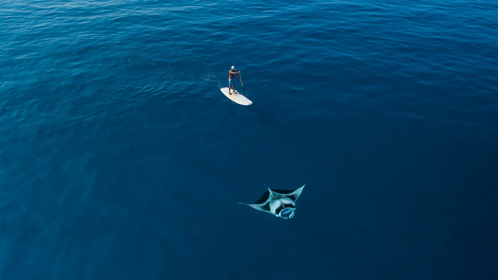 Aerial view of a manta ray swimming near a stand-up paddleboarder in deep blue water