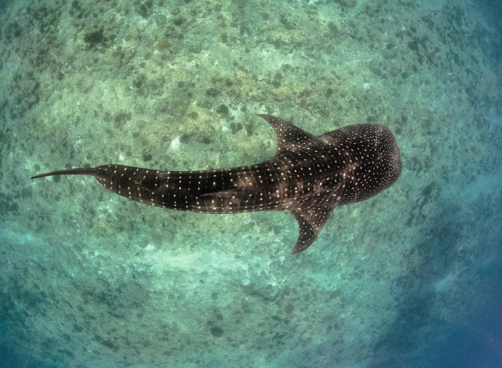 Aerial view of a whale shark swimming over a coral reef in the Maldives