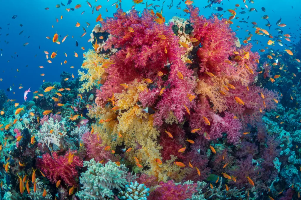 Colorful soft corals and orange anthias fish on a Red Sea reef in Egypt