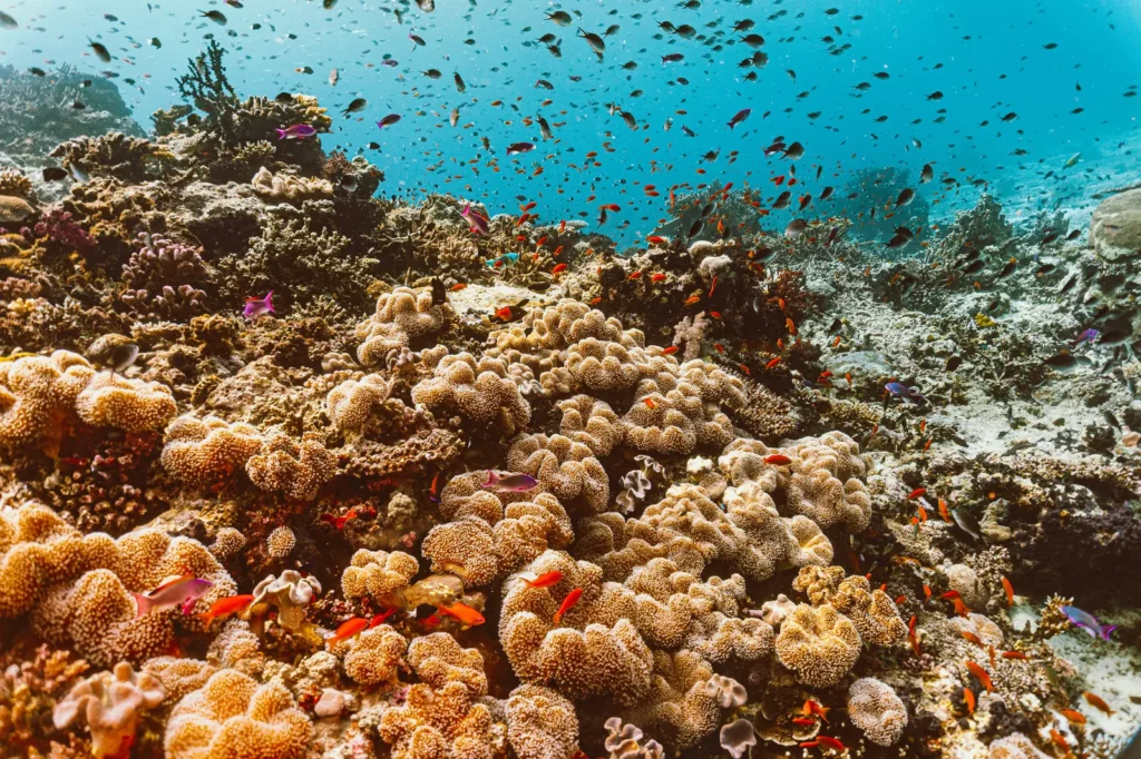Coral reef with schools of small fish in clear blue water