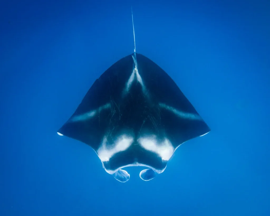 Manta ray seen from below in open blue water