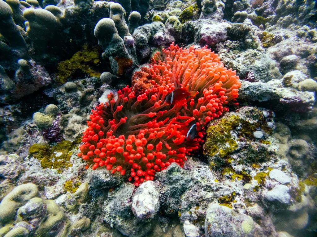 Red anemone with two anemonefish on a reef