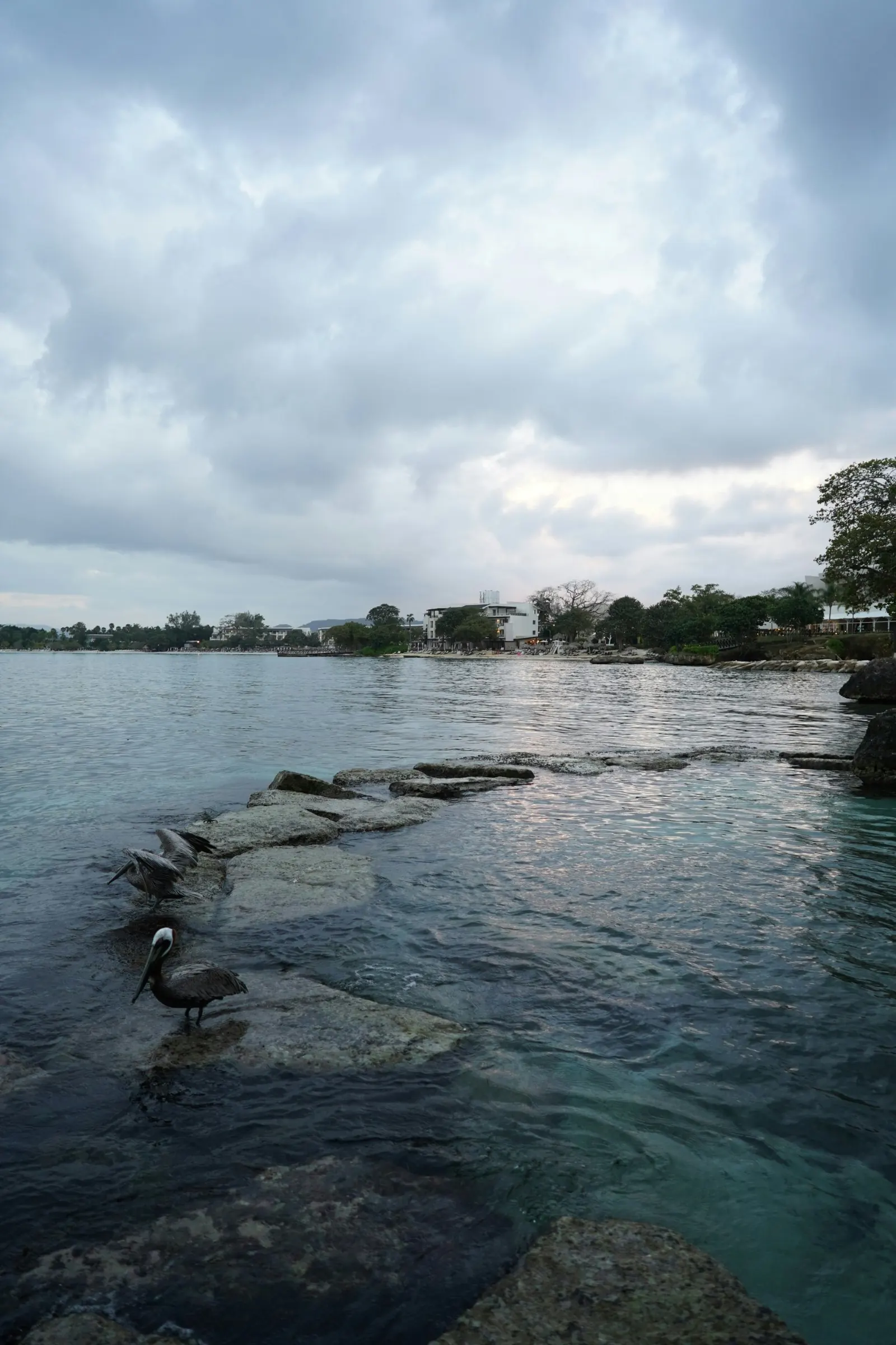 Brown pelicans on rocks in a Jamaica bay under heavy clouds
