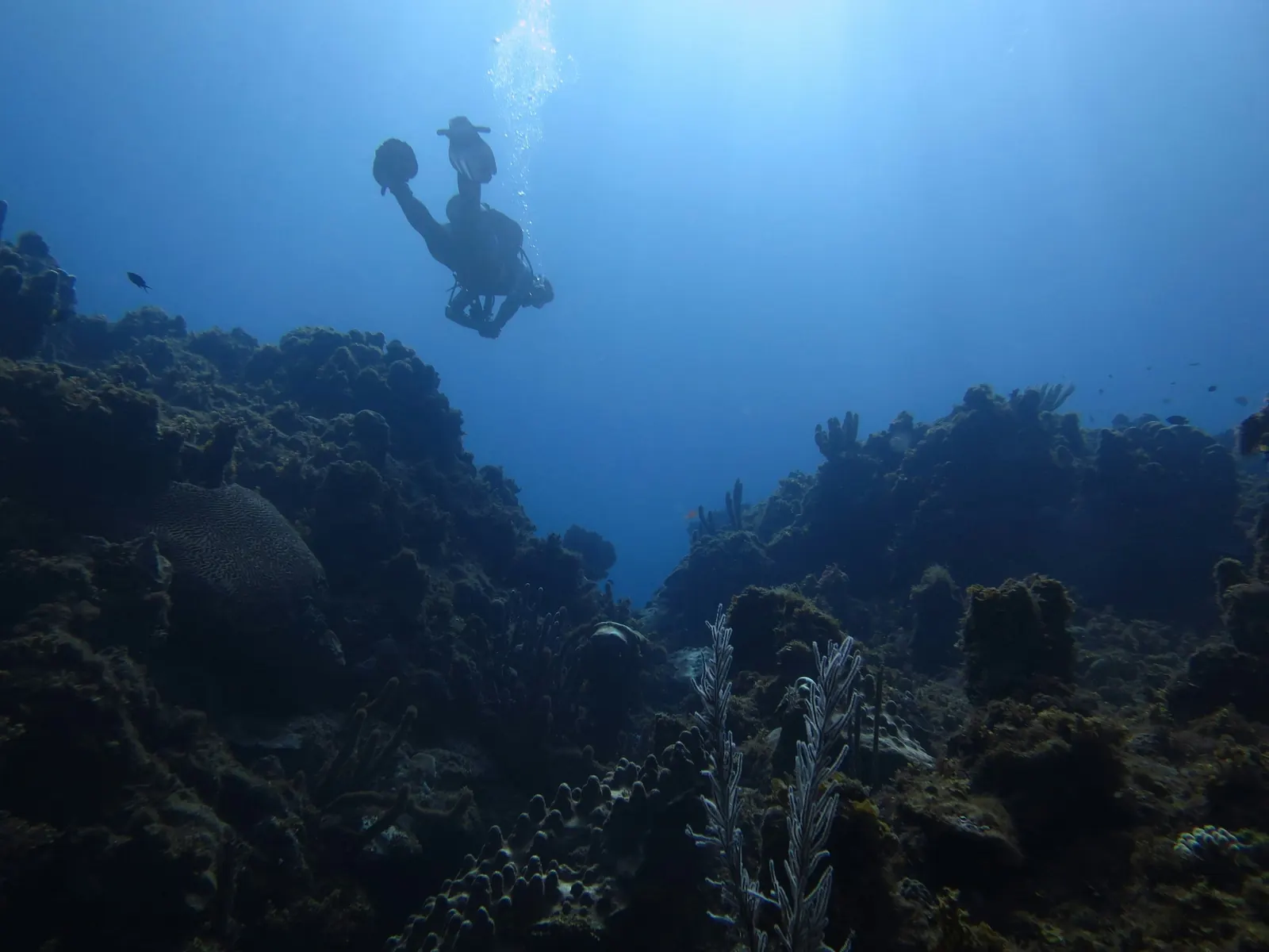 Scuba diver swimming over a coral reef in Jamaica